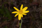 Common Leopardbane